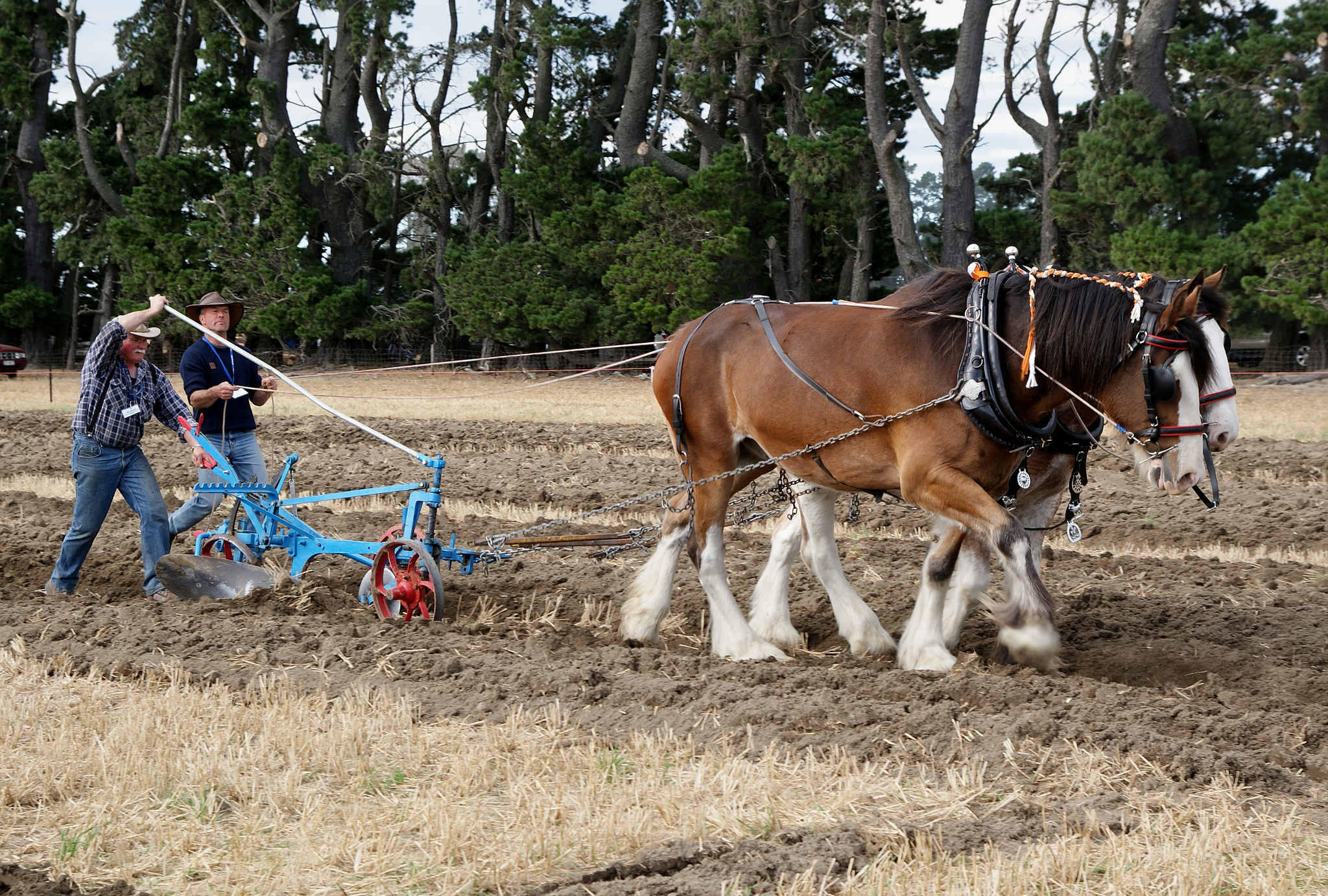 [Draft horses]